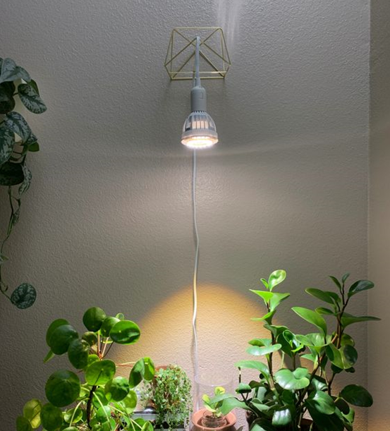 LED Lights